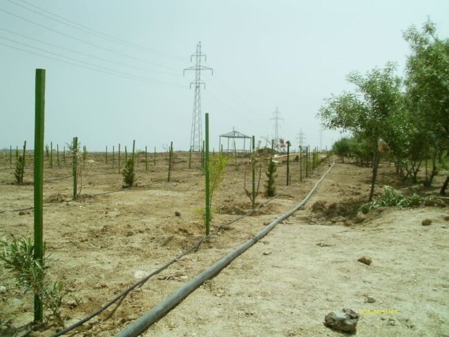 Trees planted in the spring 2015 in Sumgait