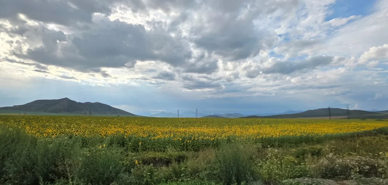 Sunflower fields outside Altai beneath a cloudy sky, with hills in the distance.
