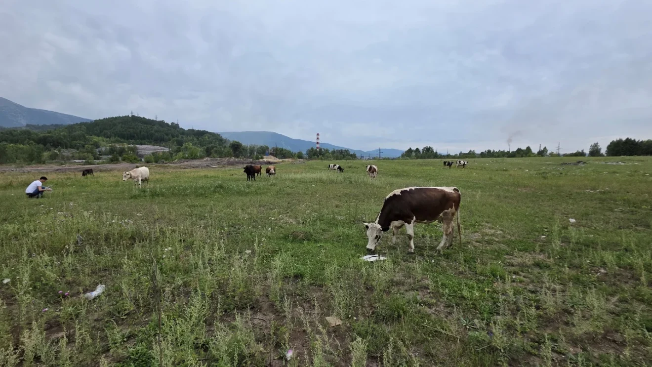 Cattle grazing on open land near the former lead smelter in Ridder.